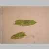 Leaf 04er 03.jpg